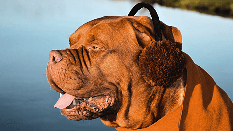 NATIONAL EARMUFF DAY  March 13