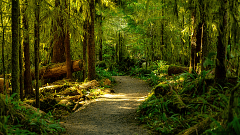 National Forest Products Week