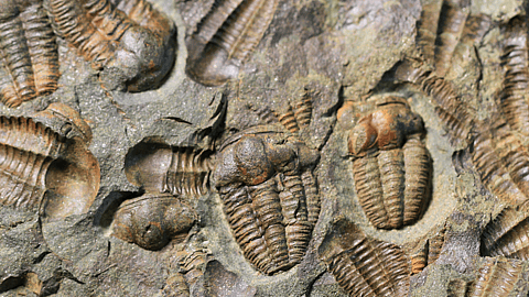 National Fossil Day