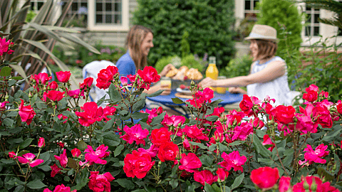 NATIONAL KNOCK OUT ROSE DAY | Friday Before Mother's Day
