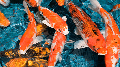 NATIONAL KOI DAY  July 7