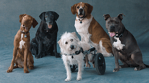 National Make A Dog's Day