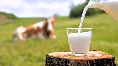 National Milk Day