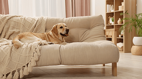 National Pet Cancer Awareness Month