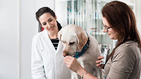National Pet CBD Month