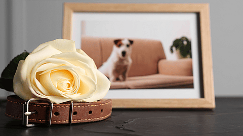 NATIONAL PET MEMORIAL DAY  Second Sunday in September