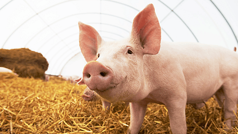 NATIONAL PIG DAY  March 1