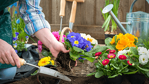 NATIONAL PLANT A FLOWER DAY  March 12