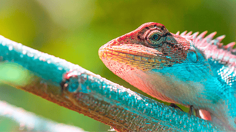 National Reptile Awareness Day