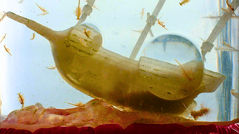 NATIONAL SEA MONKEY DAY  May 16
