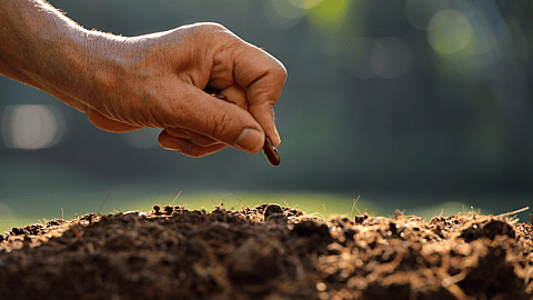 National Seed Swap Day