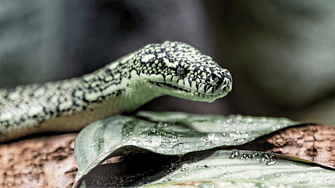 NATIONAL SERPENT DAY - February 1 