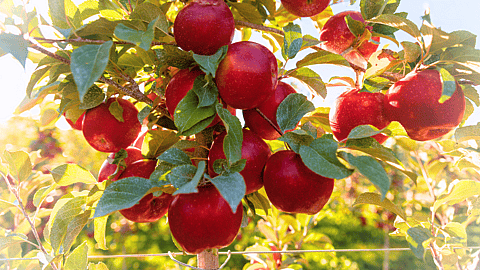 NATIONAL SUGARBEE APPLE DAY  May 20