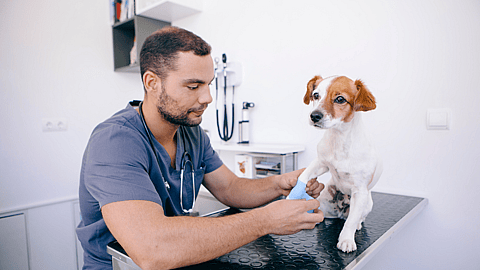 National Veterinary Technician Week