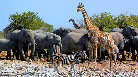 NATIONAL WILDLIFE DAY  September 4
