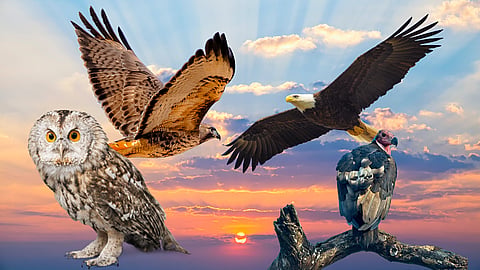 Raptor Month