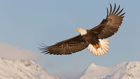 Save the Eagles Day