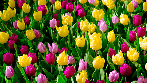 SPRING BEGINS  Changes Annually