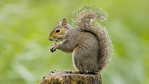 Squirrel Appreciation Day