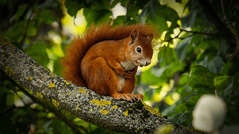 Squirrel Awareness Month