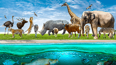 Wildlife Conservation Day