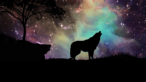 Wolfenoot