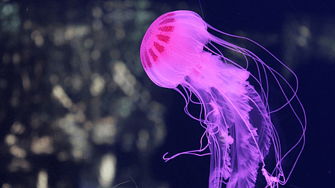 World Jellyfish Day
