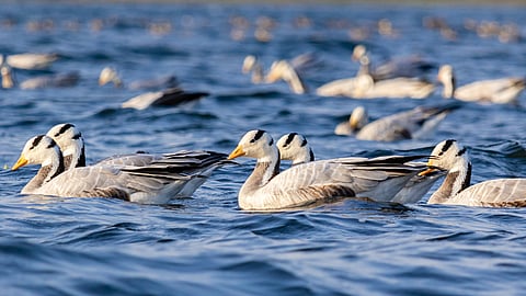 WORLD MIGRATORY BIRD DAY | Second Saturday in May and October