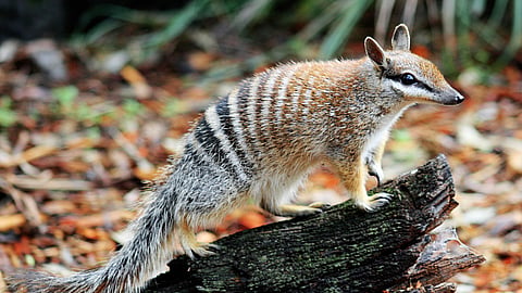 WORLD NUMBAT DAY | First Saturday in November