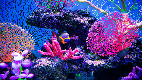 WORLD REEF AWARENESS DAY | June 1