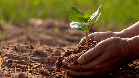 World Soil Day