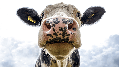 COW APPRECIATION DAY  Changes Annually