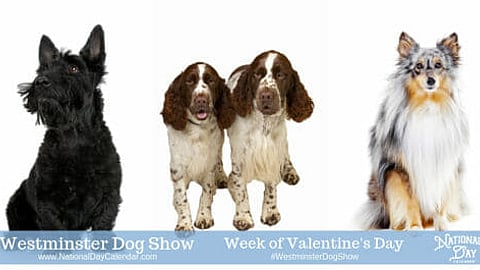 Westminster Dog Show - Week of Valentine's Day