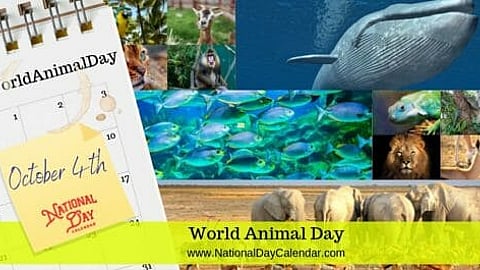 World Animal Day - October 4