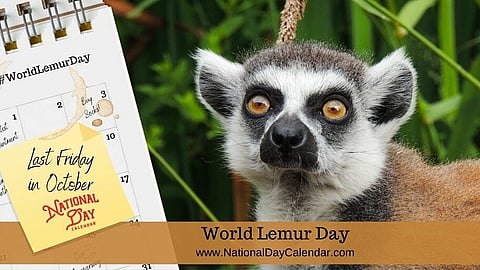 World Lemur Day - Last Friday in October