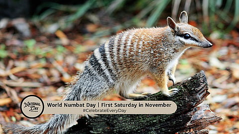 WORLD NUMBAT DAY | First Saturday in November