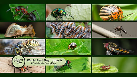 WORLD PEST DAY | June 6