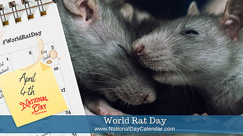 World Rat Day - April 4