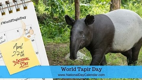 World Tapir Day - April 27