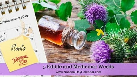 5 Edible and Medicinal Weeds