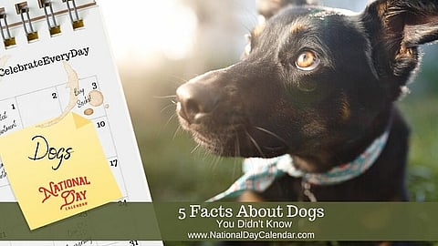 5 Facts About Dogs