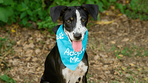 5 Fantastic Reasons to Adopt a Shelter Pet