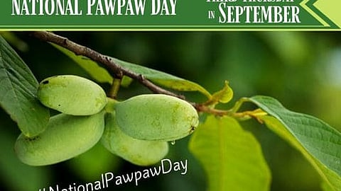 National Pawpaw Day - Third Thursday in September