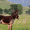 NATIONAL MULE DAY  October 26