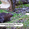 International Beaver Day - April 7