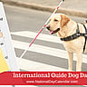 International Guide Dog Day - Last Wednesday in April