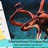 International Octopus Day - October 8