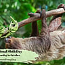 International Sloth Day | Third Saturday in October