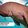 Manatee Appreciation Day | Last Wednesday in March