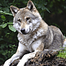 National Wolf Awareness Week